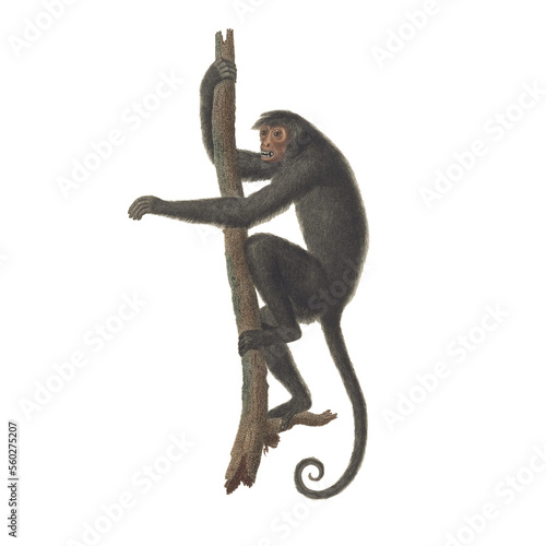 Photography Realistic botanical illustration of different types of primates, monkeys and lem
