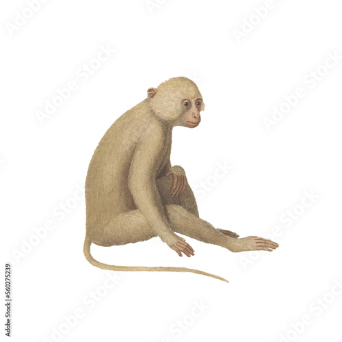 Canvas Print Realistic botanical illustration of different types of primates, monkeys and lem