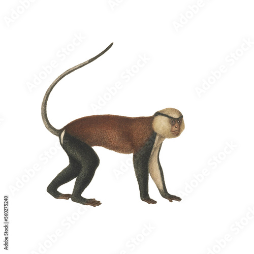 Canvas Print Realistic botanical illustration of different types of primates, monkeys and lem