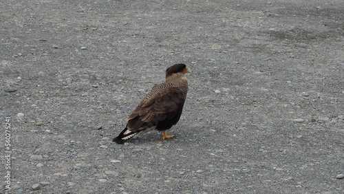 red tailed hawk