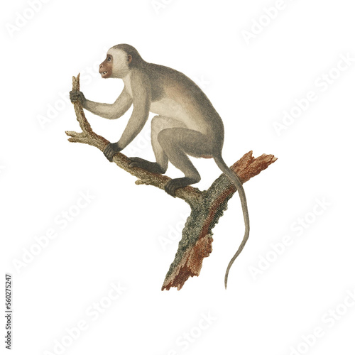 Photography Realistic botanical illustration of different types of primates, monkeys and lem