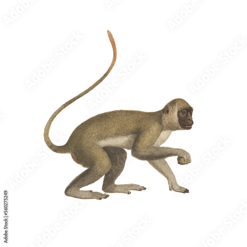 Photography Realistic botanical illustration of different types of primates, monkeys and lem