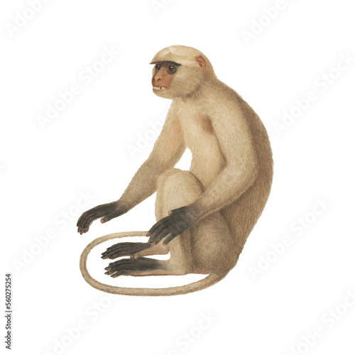 Realistic botanical illustration of different types of primates  monkeys and lemur  isolated on a white background