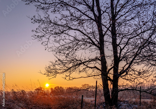 The silhouette of an oak tree and a fence with and a colorful sunrise over farm fields.