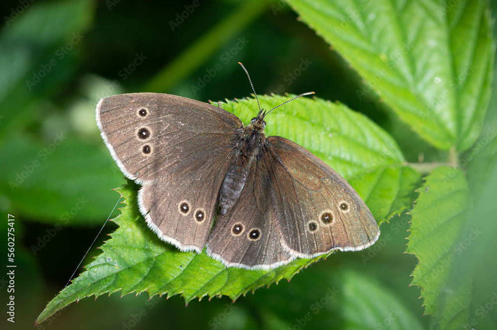 Fototapeta premium Ringlet butterfly on a green bramble leaf