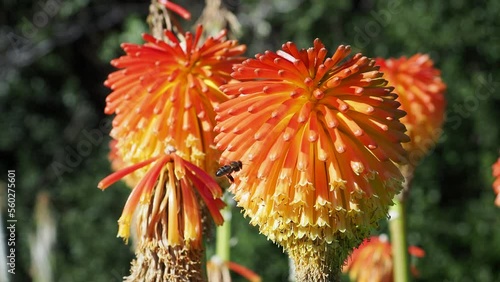 orange flower in the garden