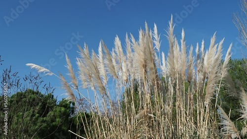 grass in the wind
