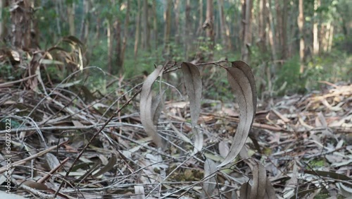 branch in the forest
