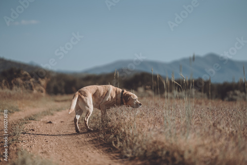 Yellow Lab