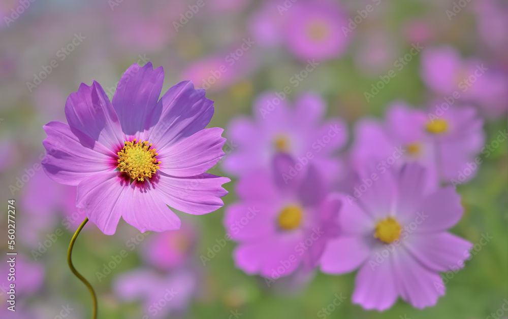 コスモスの花（Cosmos flower）
