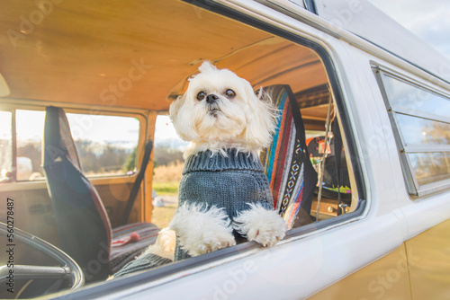 Shih Tzu standing by window while traveling in motor home