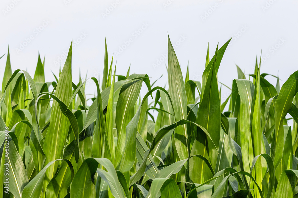 green corn field green corn field
