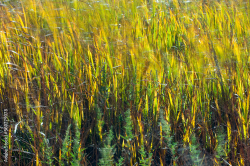 Yellow and green grasses combined at Rita Blanca National Grasslands in the Texas panhandle region. photo