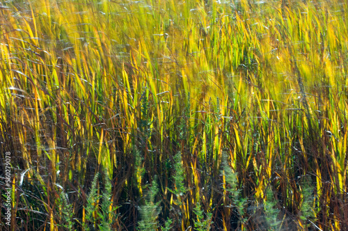 Yellow and green grasses combined at Rita Blanca National Grasslands in the Texas panhandle region.