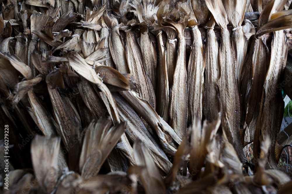Stockfish hanging to dry in Ã…, Lofoten Islands, Norway. Stockfish hanging to dry in Ã…, Lofoten Islands, Norway.