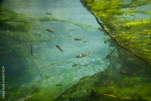 Rainbow trout fry (Oncorhynchus mykiss) swim in a sheltered pool in the Quinault River, Olympic National Park, Washington. photo