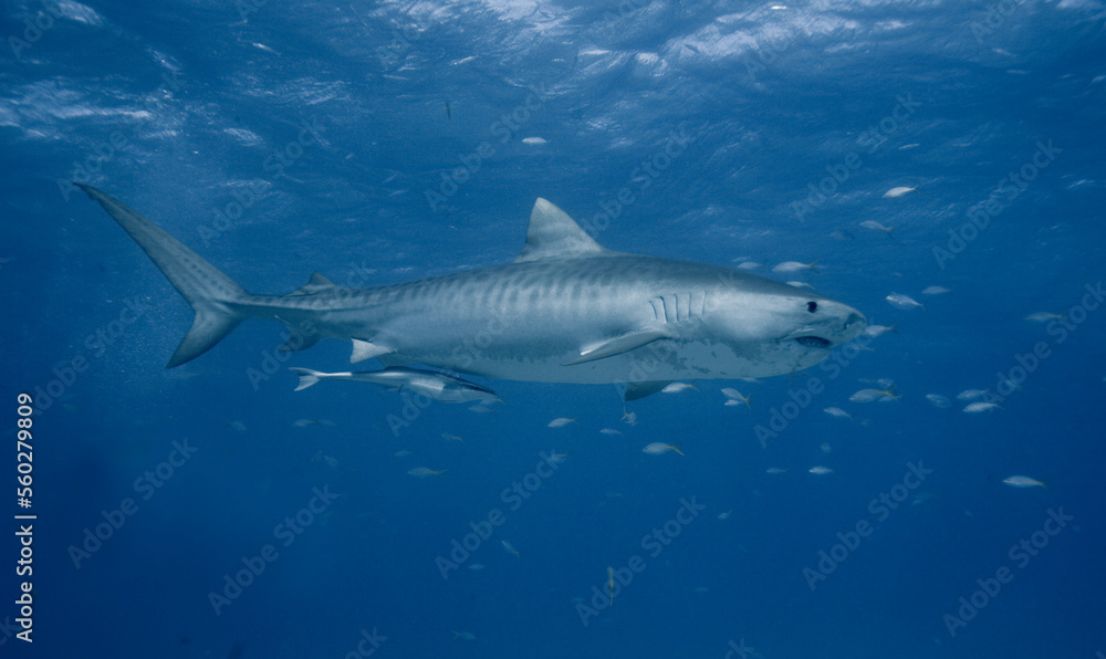 An underwater shot of a tiger shark swimming through clear blue water An underwater shot of a tiger shark swimming through clear blue water