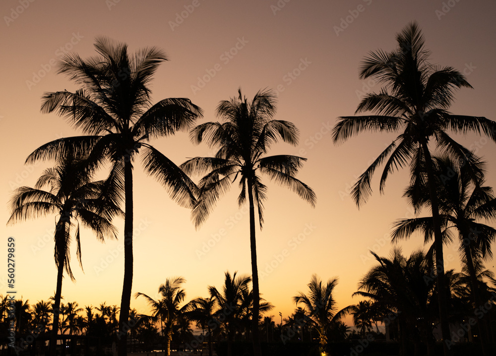 Fototapeta premium Palm trees near Salalah, Sultanate of Oman