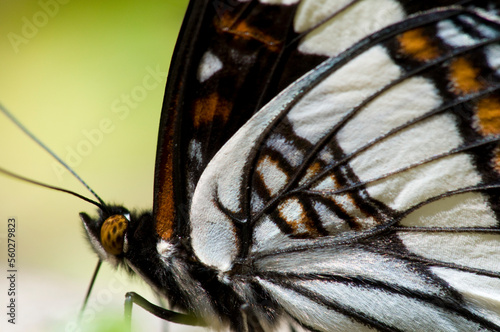 Weidemeyer's Admiral butterfly close-up.