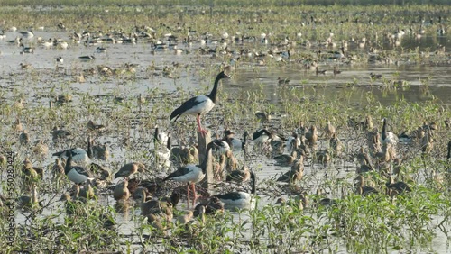 a magpie goose stands on a post in the middle of a flock of magpie geese and plumed whistling-ducks at hasties swamp in nth qld, australia photo