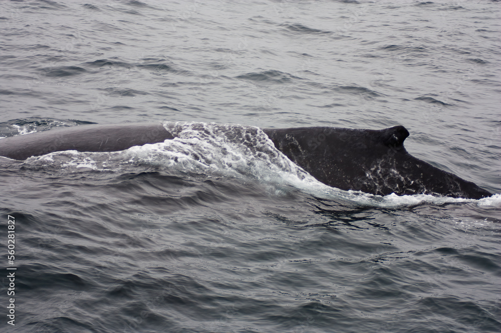 Obraz premium Humpback Whale Breaking The Surface Monterey Bay California