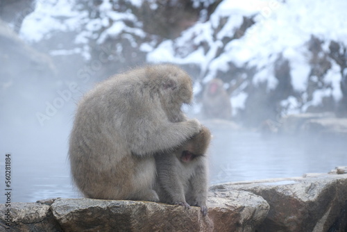 Photography Japanese macaque, snow monkey in the snow hot spring, Jan 2023