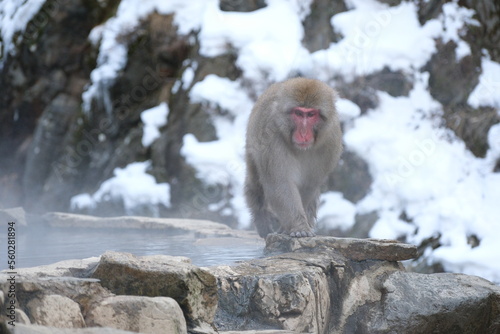 Japanese macaque, snow monkey in the snow hot spring, Jan 2023 © Deneb Cygni
