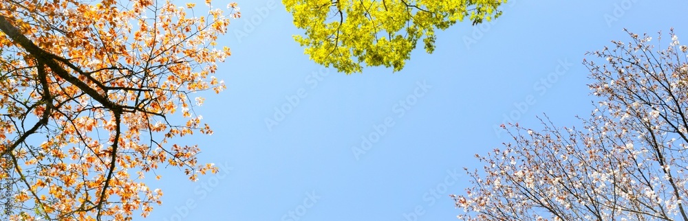 桜と楓と青空のフレーム、日本の春の風景、サクラと青モミジの背景