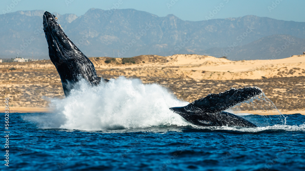 Fototapeta premium Humpback whale in its full glory around the Pacific Ocean