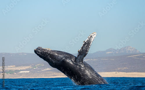 Humpback whale in its full glory around the Pacific Ocean © Rui
