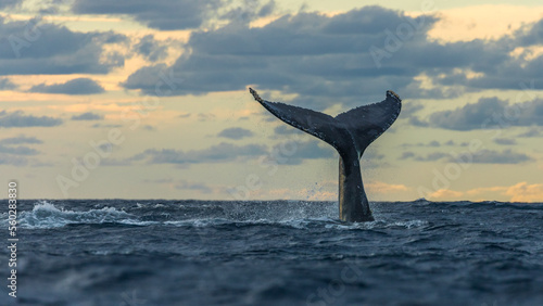 Humpback whale in its full glory around the Pacific Ocean © Rui
