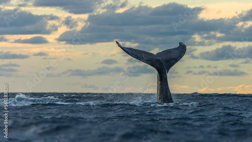 Photos Humpback whale in its full glory around the Pacific Ocean
