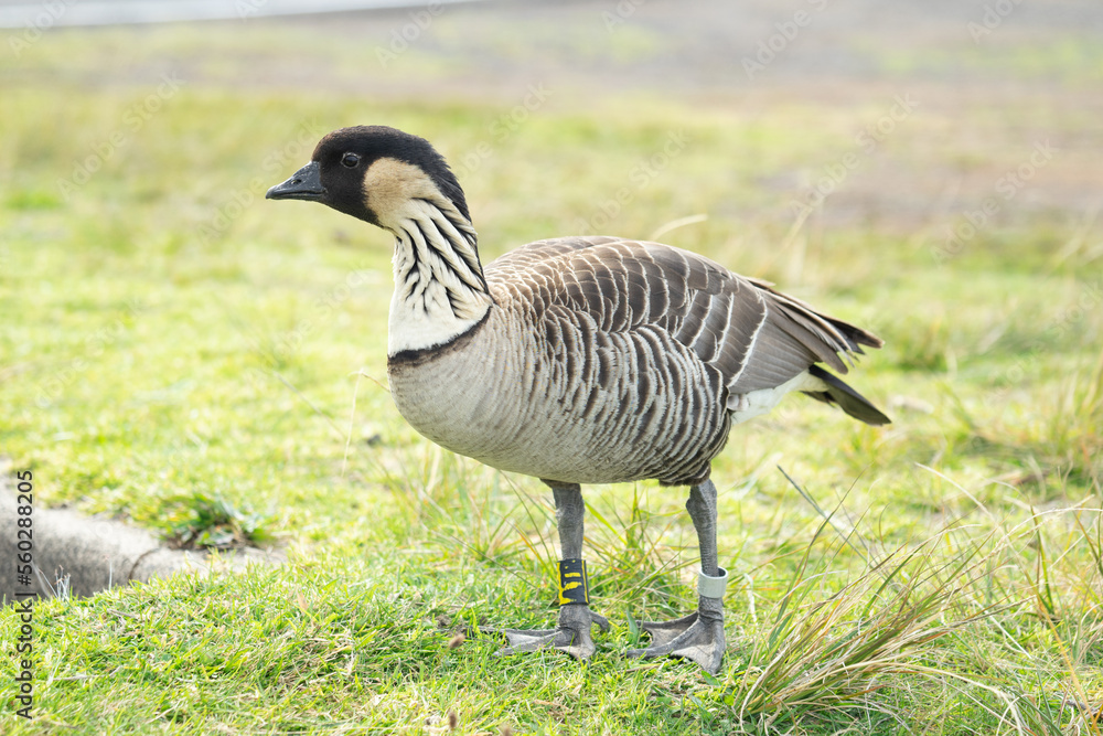 Nēnē Hawaiian Goose Nēnē Hawaiian Goose