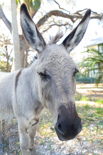 Donkey face. Close-up animal portrait. photo