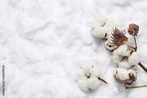 Dry cotton branch with flowers on white fluffy background, flat lay. Space for text