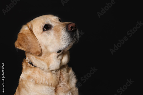 Cute Labrador Retriever in dog collar on black background. Space for text