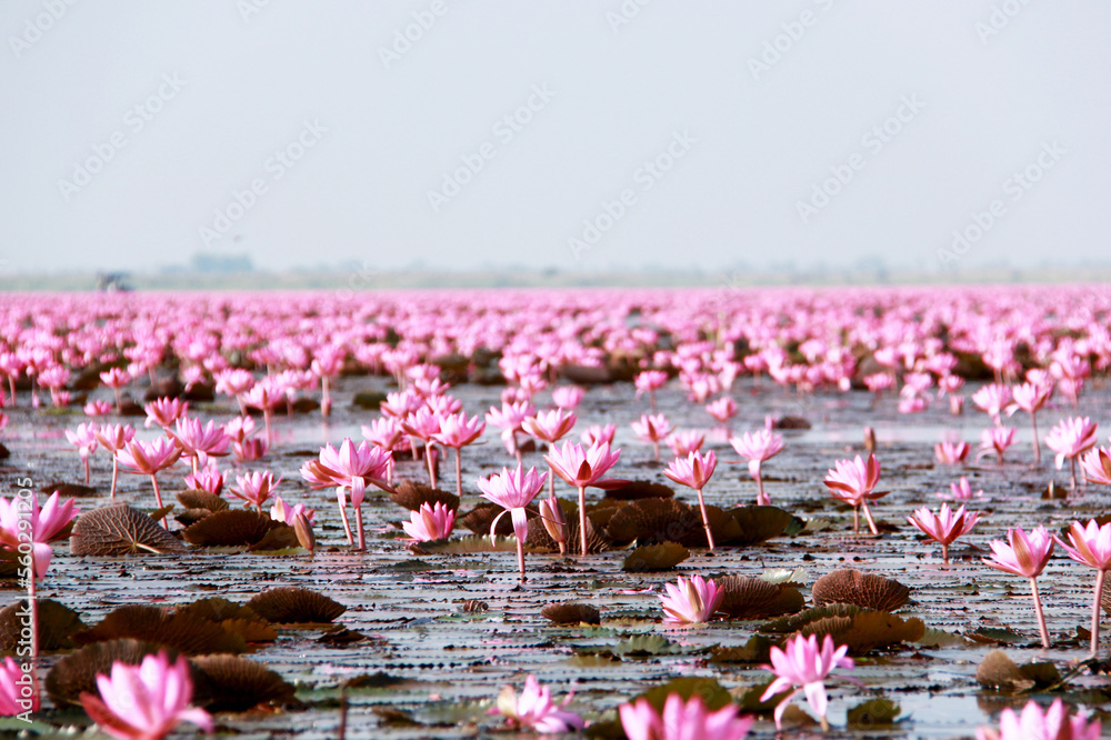 Fototapeta premium pink flamingos in a pond
