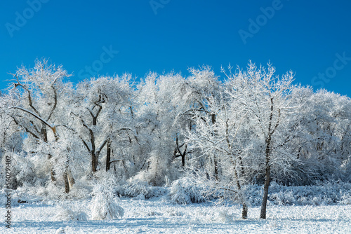 row of trees covered in snow on a sunny winters day in Colorado