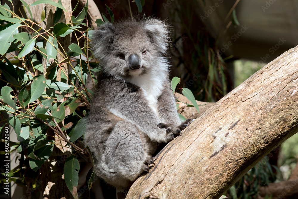 the koala is climbing up a eucalyptus tree the koala is climbing up a eucalyptus tree