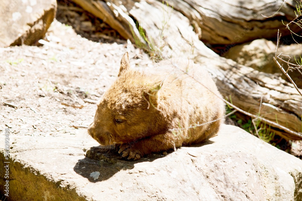 the hairy nosed wombat is walking to his burrow the hairy nosed wombat is walking to his burrow
