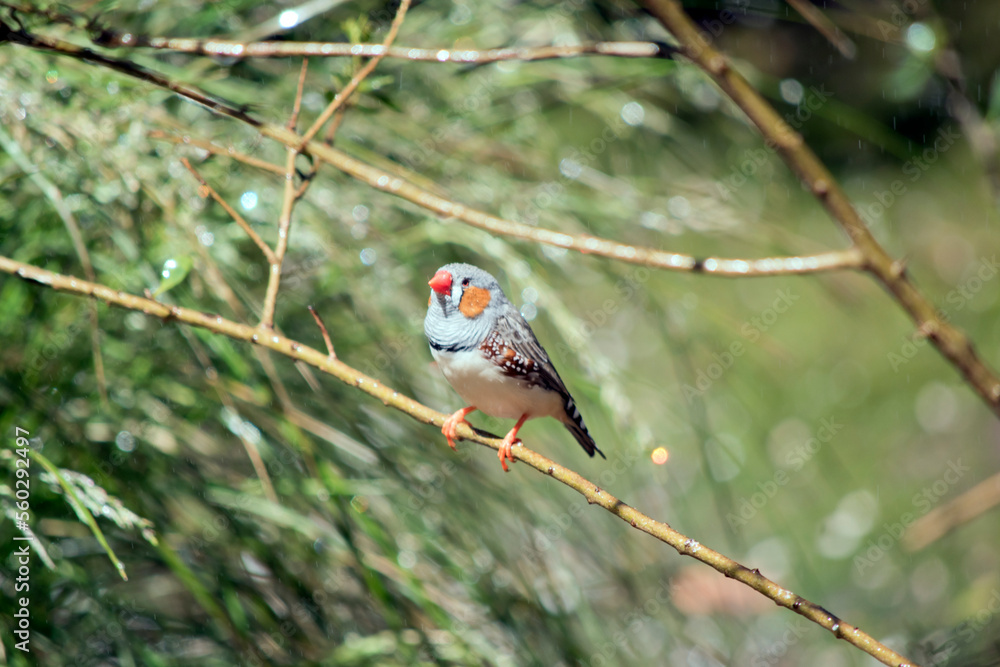the zebra finch is perched in a tree the zebra finch is perched in a tree