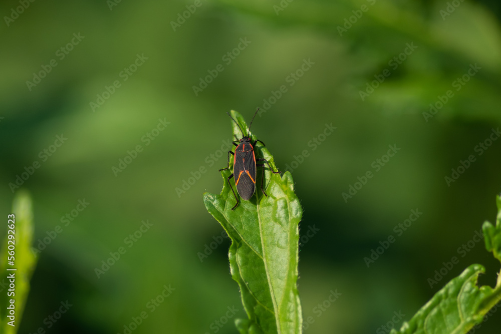 Fototapeta premium Boxelder bug on a leaf Top view