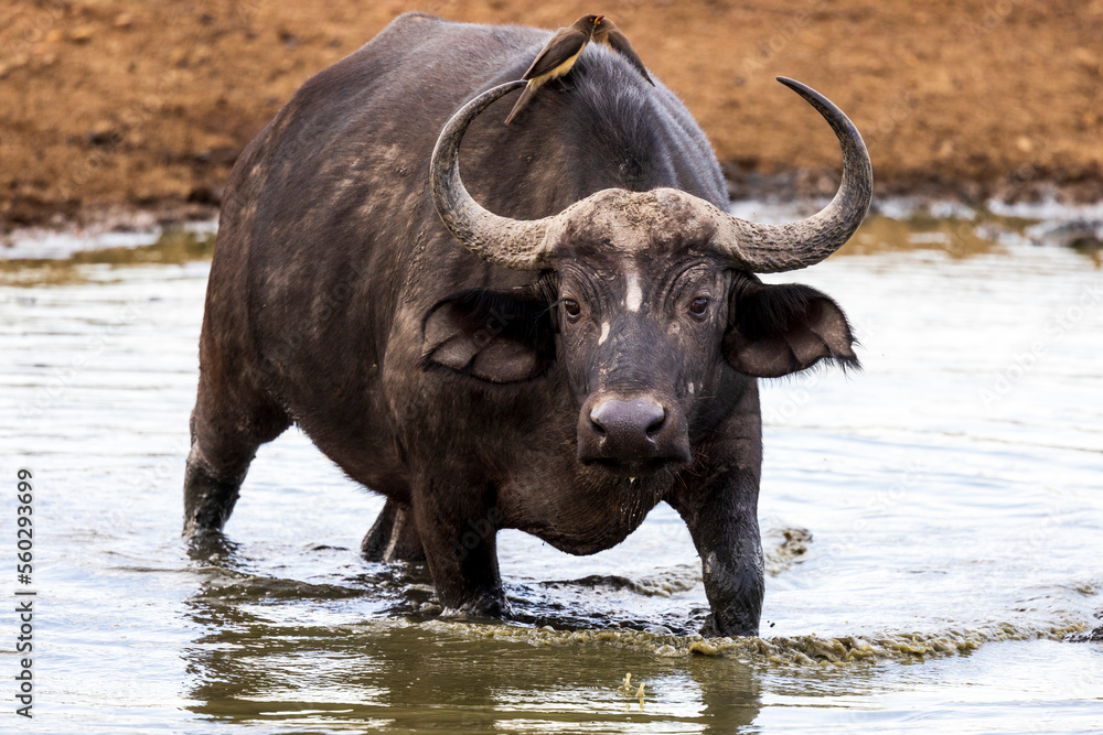 Cape buffalo in the water in Kenya
