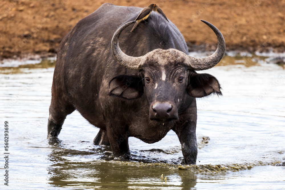 Cape buffalo in the water in Kenya Cape buffalo in the water in Kenya