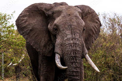 A portrait of an elephant in Kenya