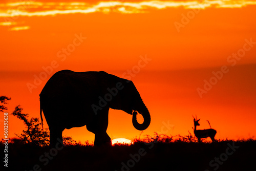 Canvas Print An elephant and antelope at sunrise in Kenya