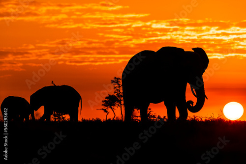Elephants are silhouetted at sunrise in Kenya © Michael