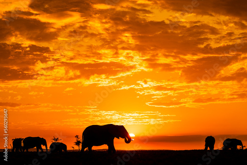 Elephants walk across the savannah at sunrise in Kenya
