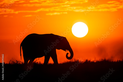 An elephant at sunrise in Kenya
