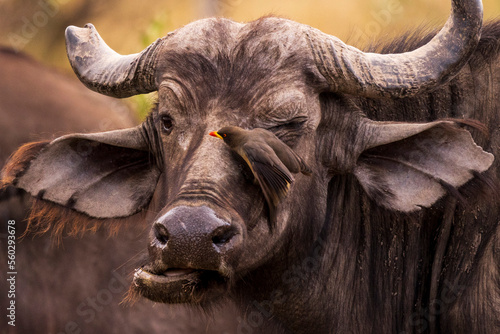 Cape buffalo with an Oxpecker in Kenya